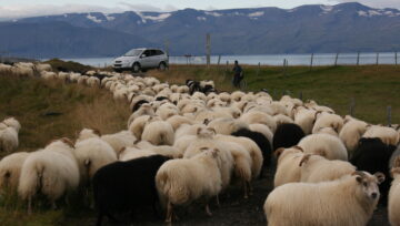Samningaviðræður í gangi